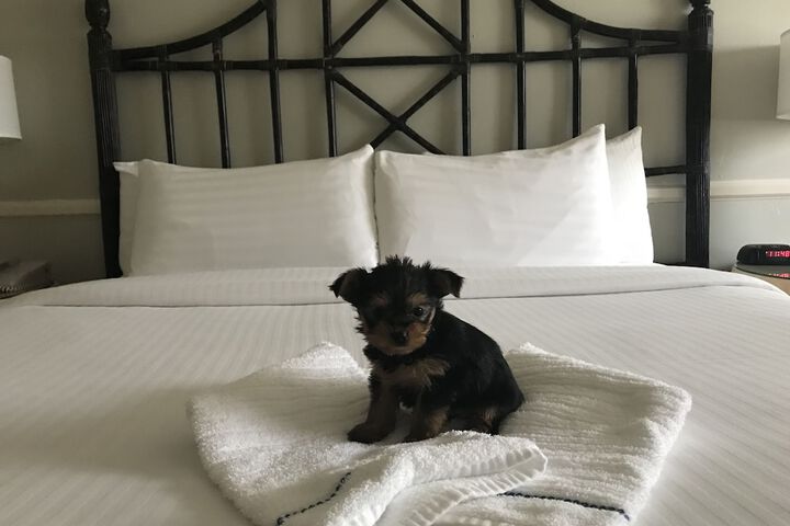 Pet Friendly 35 of 35
